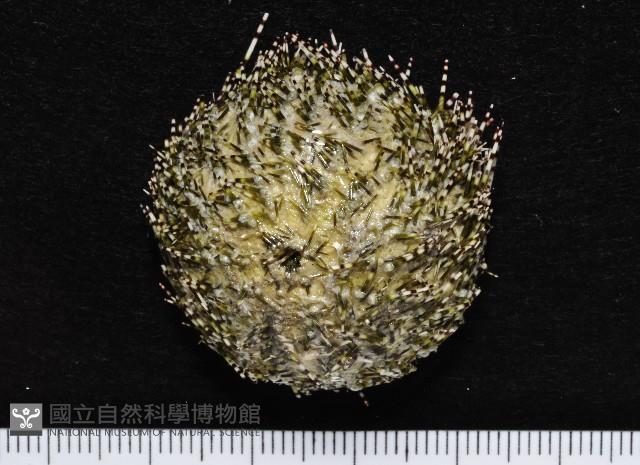 雜色角孔海膽藏品圖，第1張