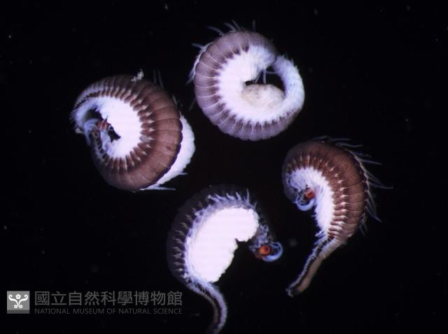 未知種眼蠶藏品圖，第1張