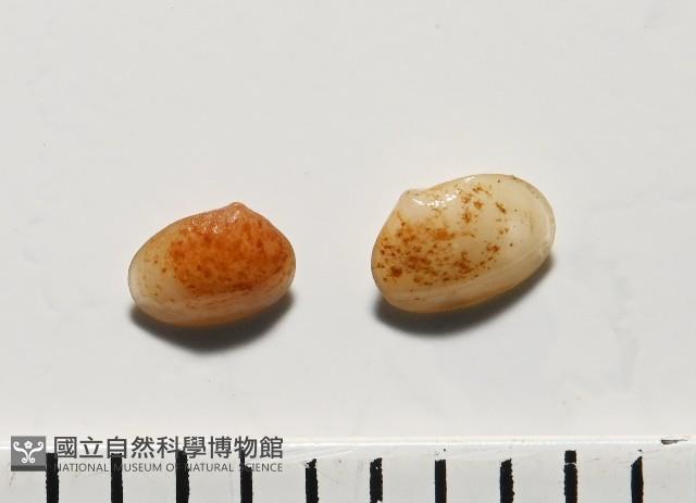 臺灣花瓣蛤藏品圖，第1張