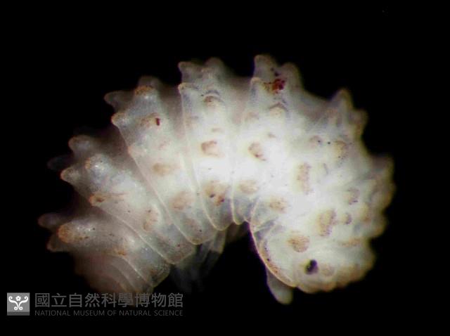 未知種瘤潮蟲藏品圖，第1張