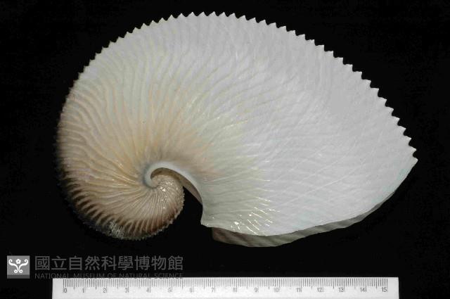 扁船蛸藏品圖，第1張