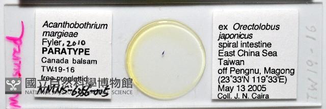 新種棘槽絛蟲藏品圖，第1張
