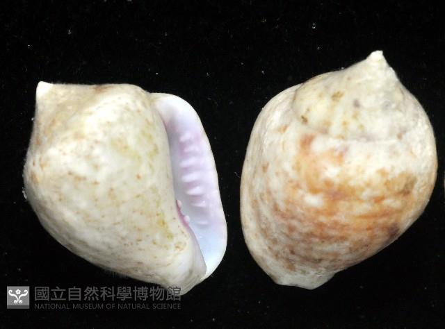 球麥螺藏品圖，第1張