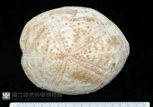 大脆心形海膽藏品圖，第1張