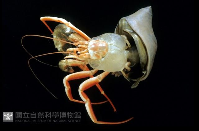 未知種擬寄居蟹藏品圖，第1張