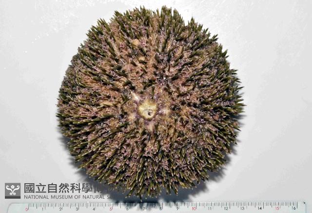 喇叭毒棘海膽藏品圖，第1張