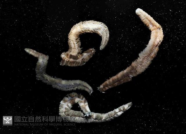 未知種沙蠶-異沙蠶體藏品圖，第1張
