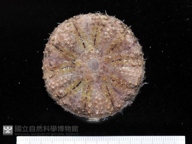 日本毛冠海膽藏品圖，第1張
