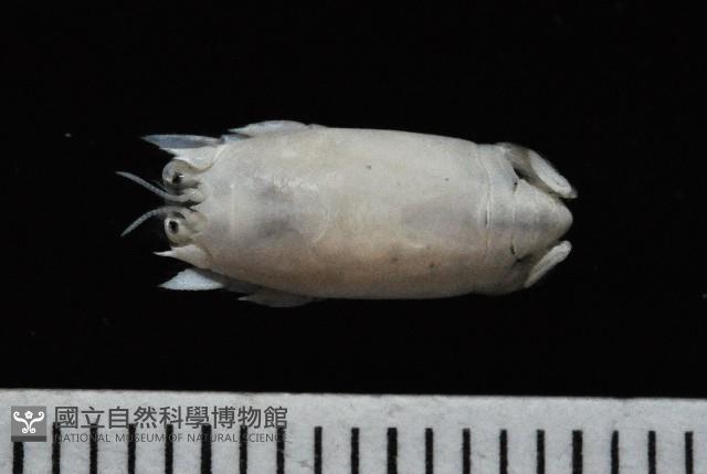 臺灣鼴鼠蟹藏品圖，第1張