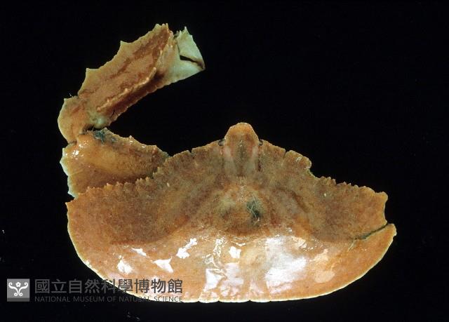 環狀(圓拱)隱足蟹藏品圖，第1張