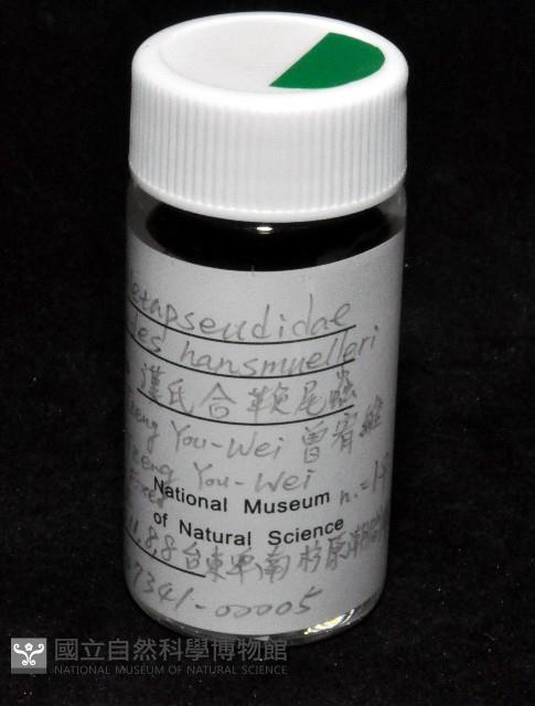 漢氏合鞭尾蟲藏品圖，第1張