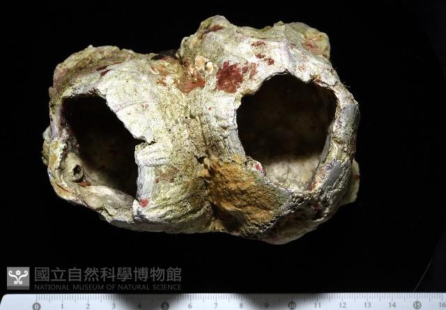 鐘巨藤壺藏品圖，第1張