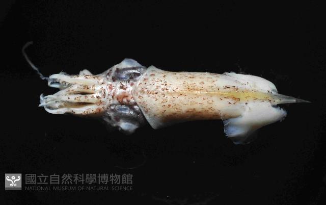 翼魷魚藏品圖，第1張