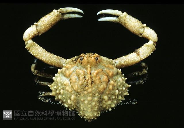 仿泡粒長螯蟹藏品圖，第1張