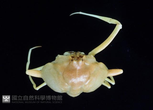 雙角轉輪蟹藏品圖，第1張