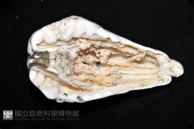 未知種海葵(海葵目)藏品圖，第1張