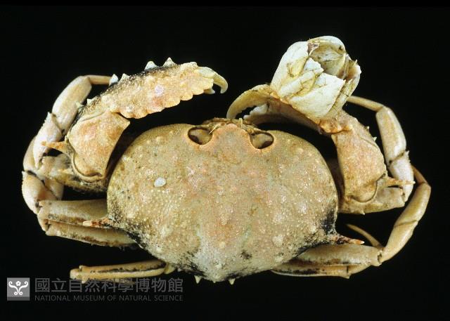 短刺筐形蟹藏品圖，第1張