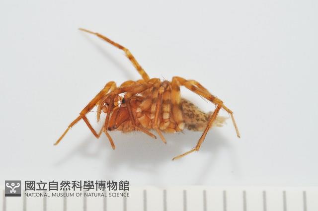 雙叉隙蛛藏品圖，第1張