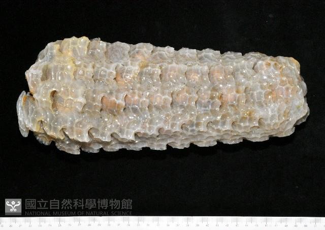 椰子螺藏品圖，第1張