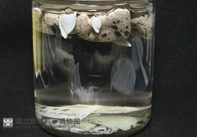 鵝茗荷藏品圖，第1張