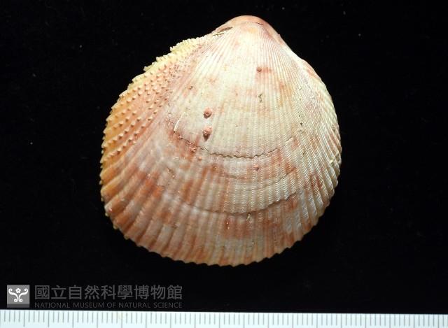 登錄號:007819-00095藏品圖，第1張