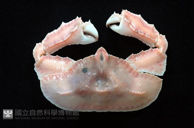 環狀(圓拱)隱足蟹藏品圖，第1張