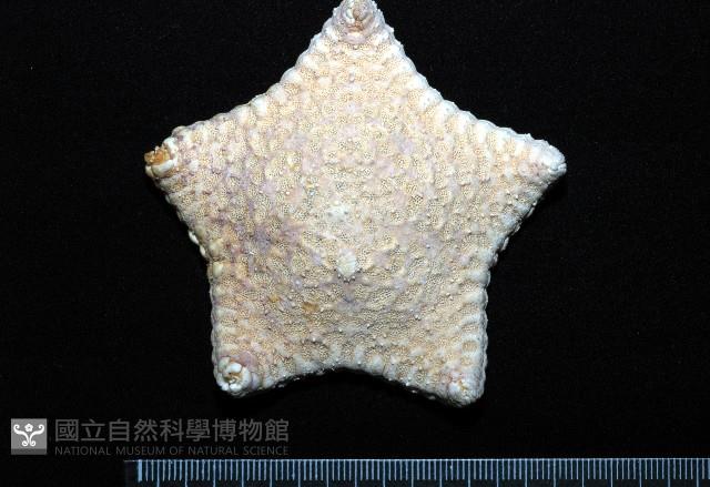 麵包海星(饅頭海星)藏品圖，第1張