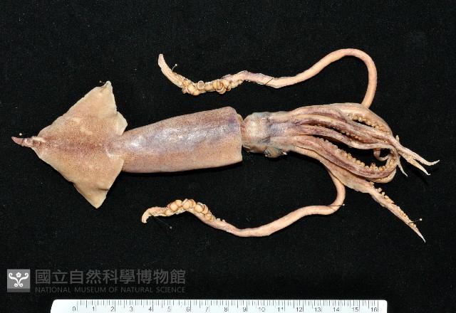 飛魷(鳥魷魚)藏品圖，第1張