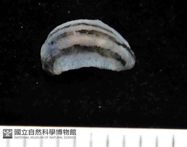 縱紋葉海蛞蝓藏品圖，第1張