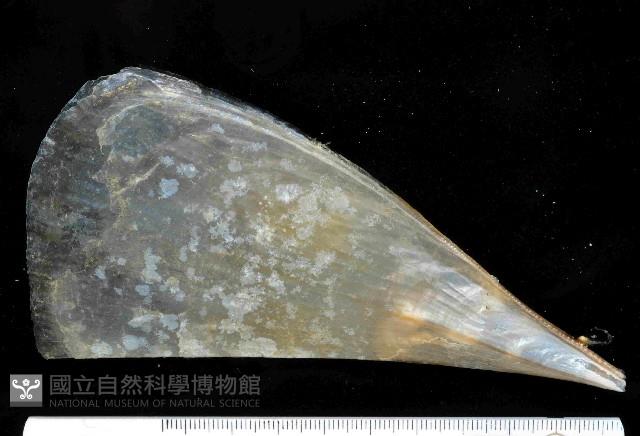牛角江珧蛤藏品圖，第1張