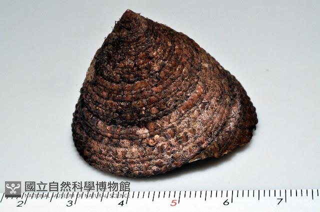 花斑鐘螺藏品圖，第1張