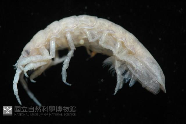 平尾棒鞭水虱藏品圖，第1張