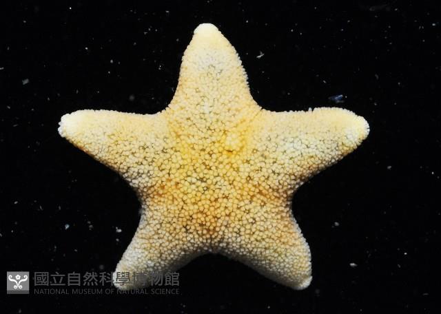 南極齒海星藏品圖，第1張
