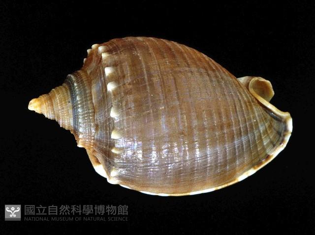 灰鬘螺藏品圖，第1張
