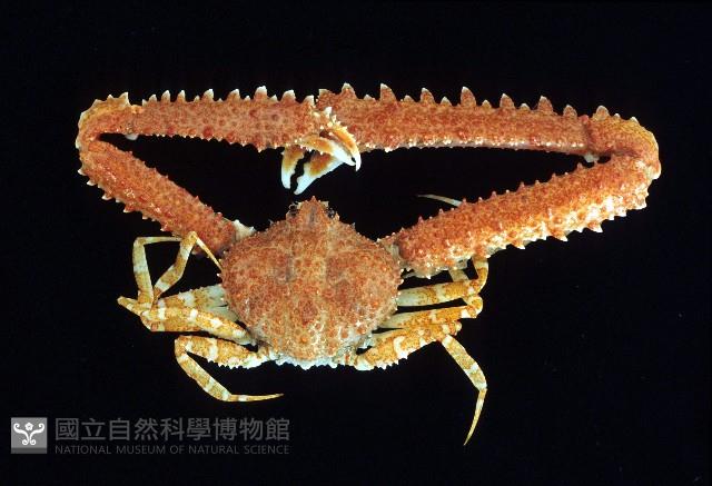 長手菱蟹藏品圖，第1張
