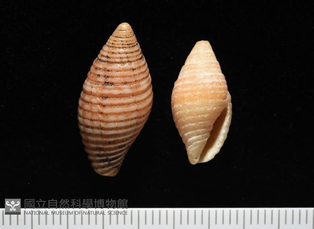 登錄號:007819-00116藏品圖，第1張