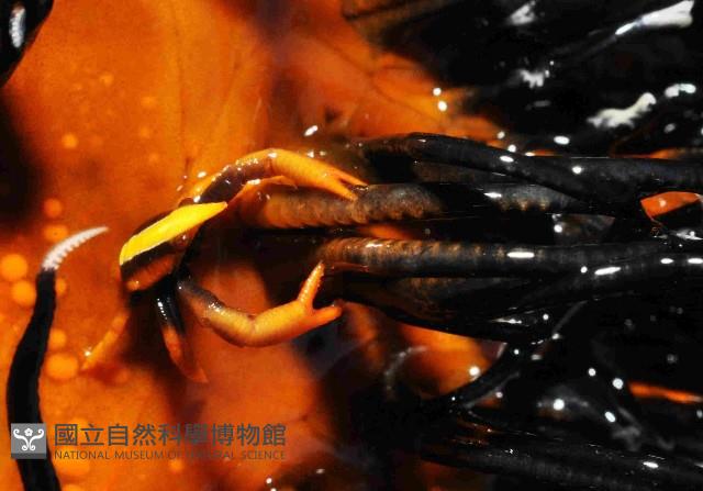 美麗異鎧蝦藏品圖，第1張