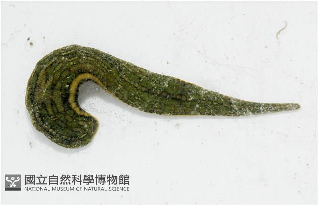 光潤金線蛭藏品圖，第1張