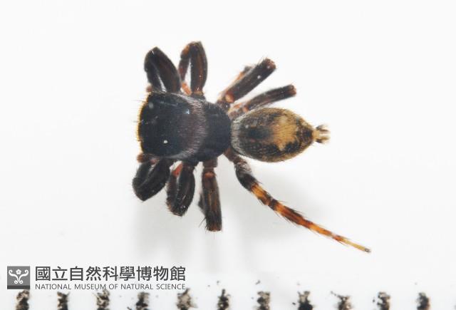 毛垛兜蠅虎藏品圖，第1張