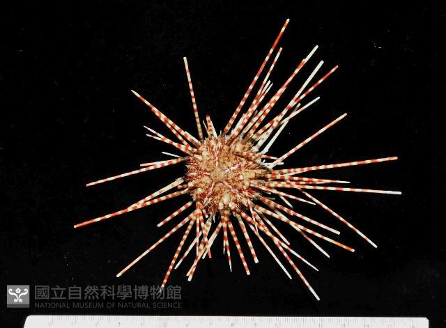 斑腔海膽藏品圖，第1張