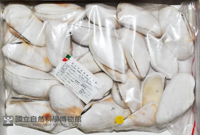 半扭魁蛤藏品圖，第1張