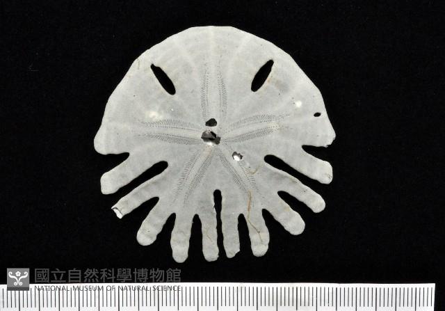 裂片海膽(裂片海錢)藏品圖，第1張