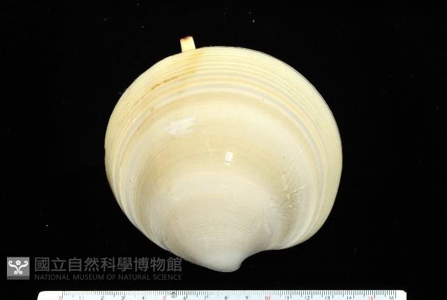北海貝藏品圖，第1張