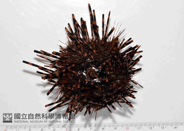 環刺棘海膽藏品圖，第1張