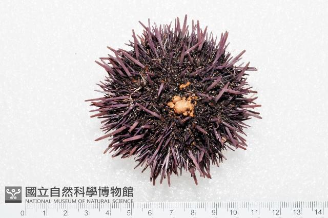 加州紫海膽藏品圖，第1張