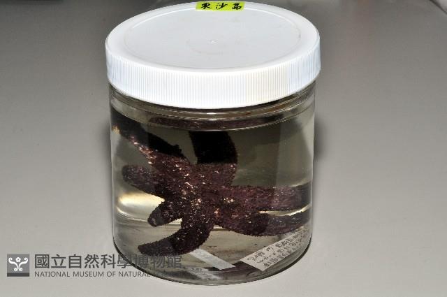 呂宋棘海星藏品圖，第1張