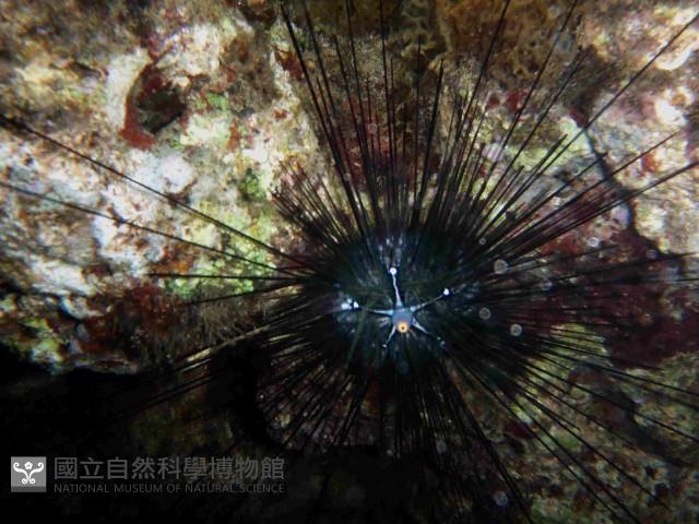刺冠海膽藏品圖，第1張