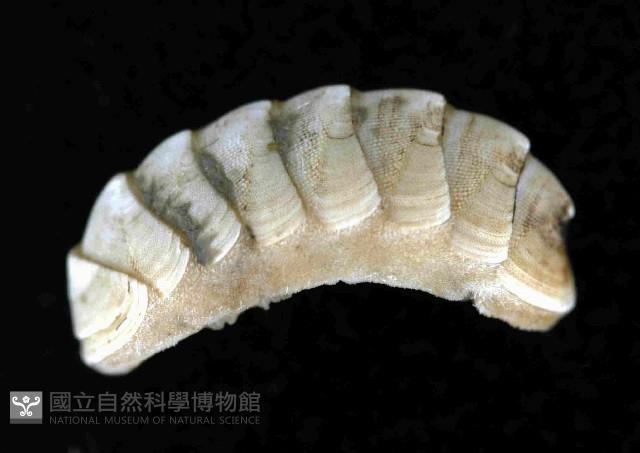 未知種深海石鱉藏品圖，第1張