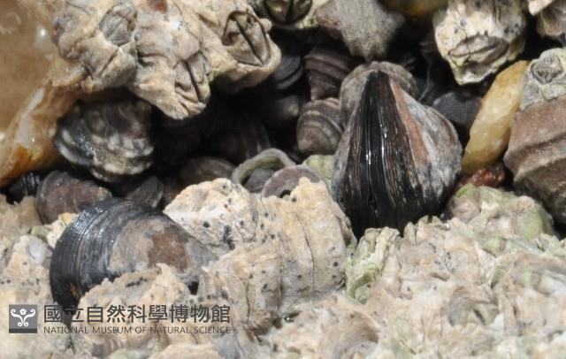 地中海殼菜蛤藏品圖，第1張