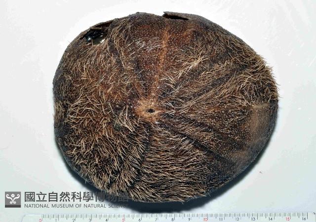 易碎脆心形海膽藏品圖，第1張